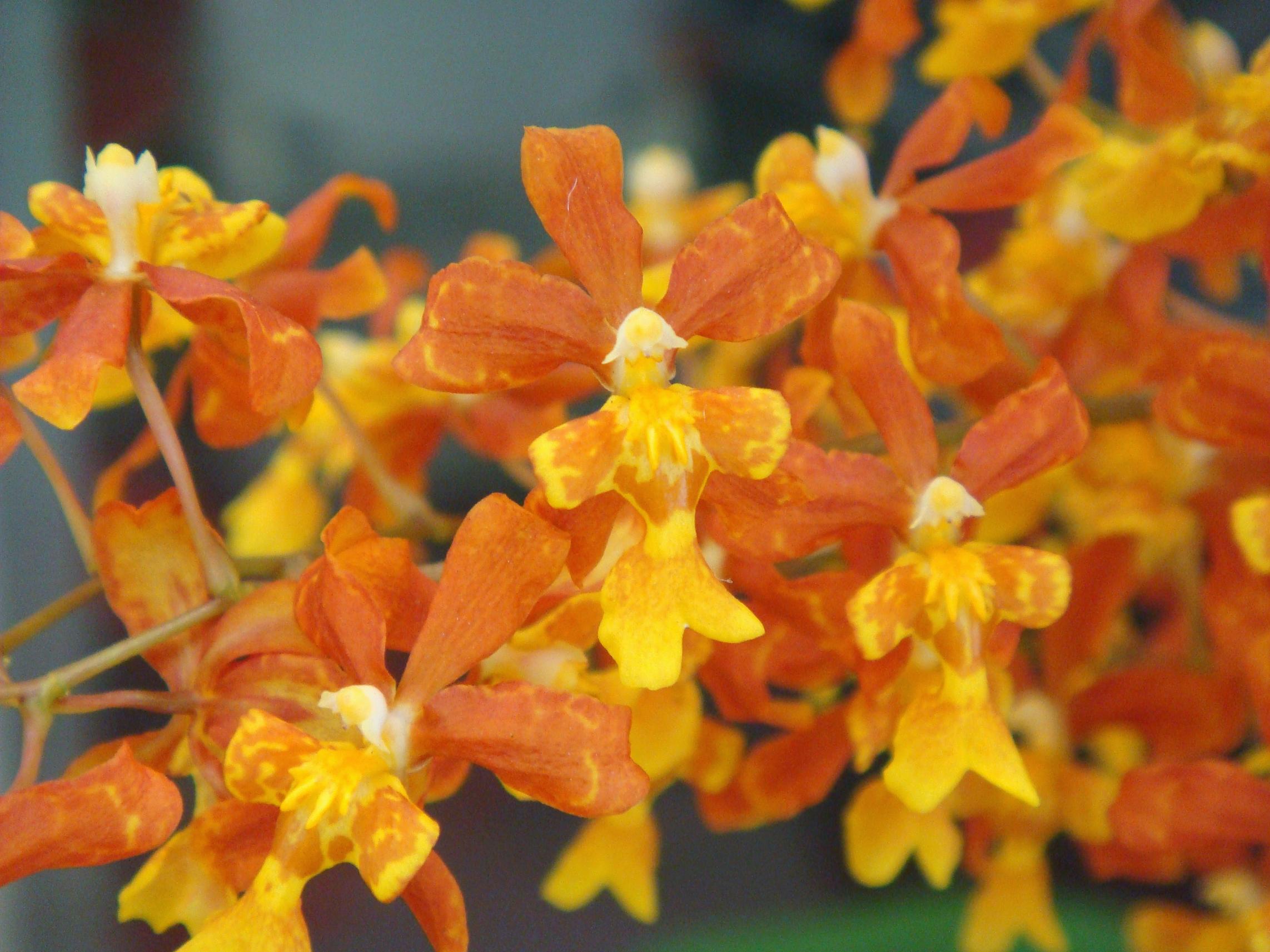 Orange Flowers